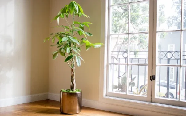 The money tree plant Photo of a money tree (Pachira aquatica) in a room near a bright lit window